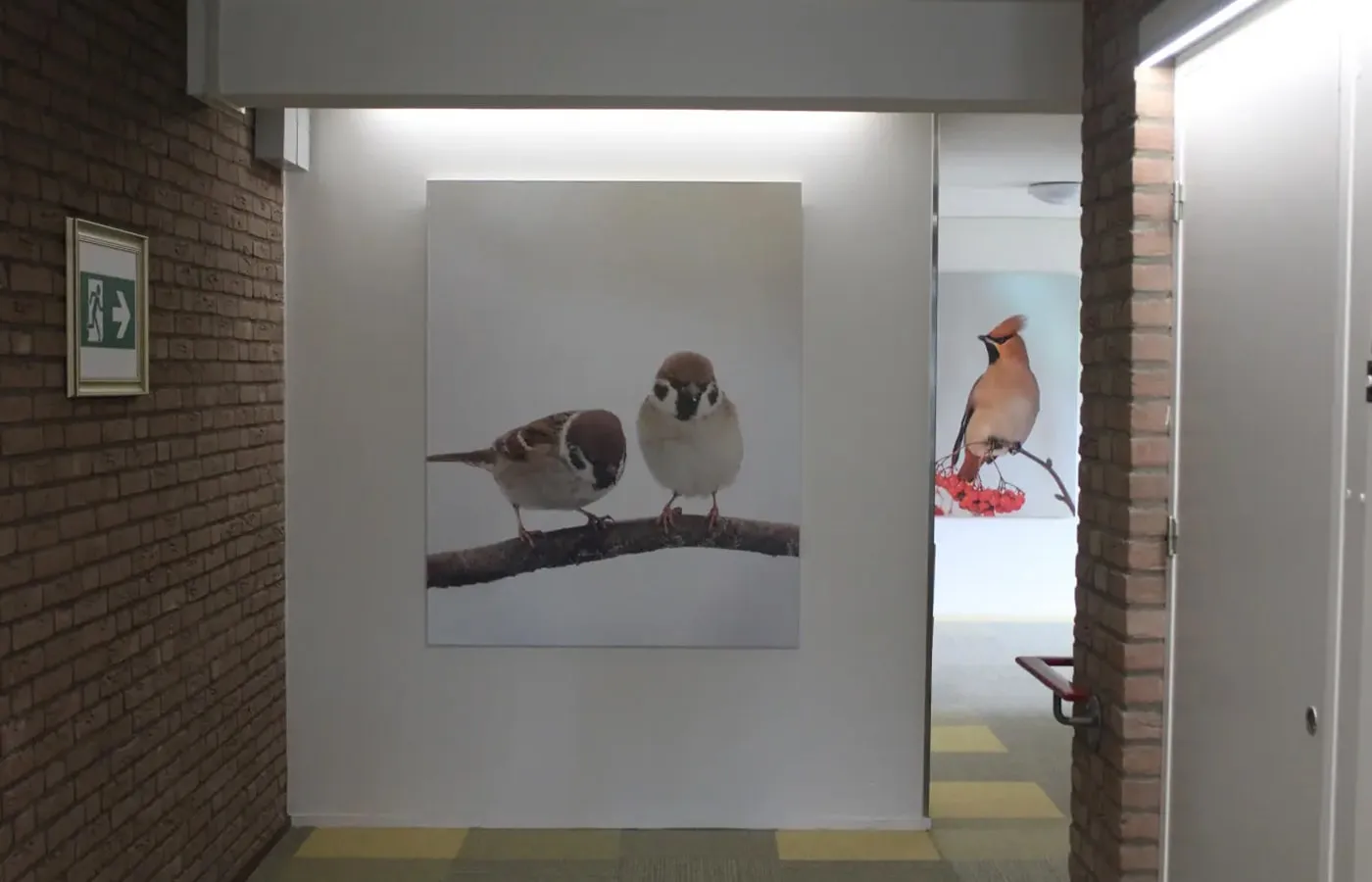 De Haagdoorn